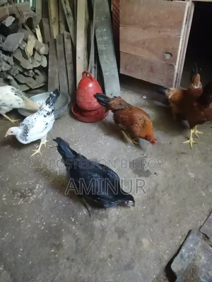 দেশি মুরগি