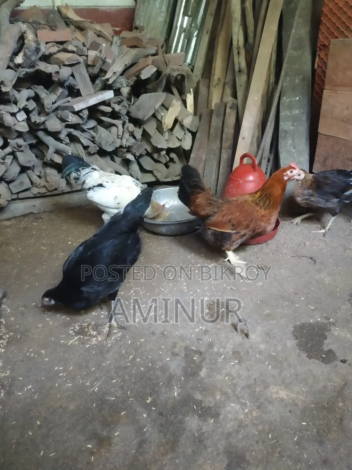 দেশি মুরগি