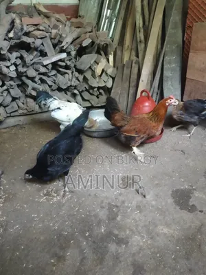 দেশি মুরগি