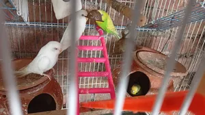 Budgie (White Green Pair)