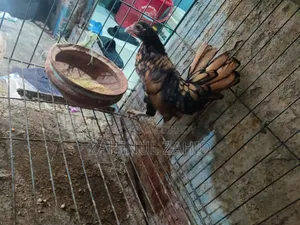 গোল্ডেন সেব্রাইট এবং টার্কিস সুলতান
