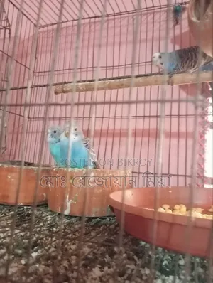 বাজিগর রানিং তিনটা বাচ্চা সহ কি হবে