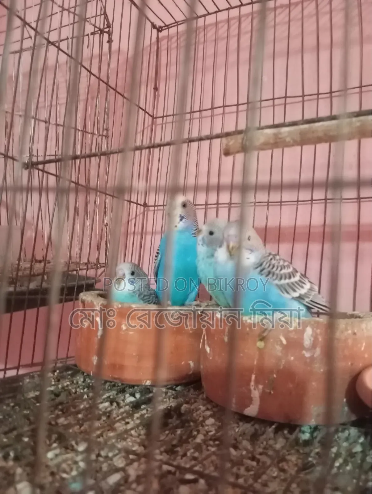 বাজিগর রানিং তিনটা বাচ্চা সহ কি হবে