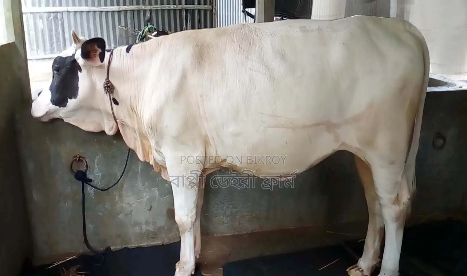 ১৭০৬নং রেড়ি বকনা গরু কিনুন ভালো জাতের।