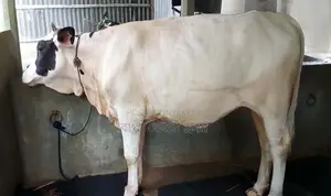 ১৭০৬নং রেড়ি বকনা গরু কিনুন ভালো জাতের।