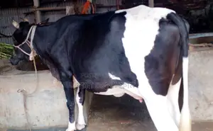 ১৭০৭ নং উন্নত জাতের গাভী গরু ।