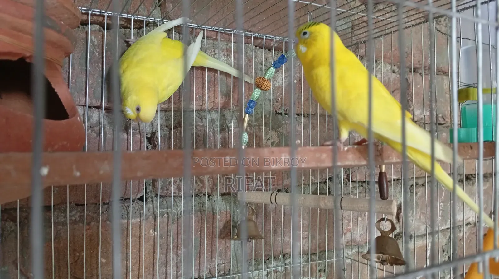 Budgie (Yellow Pair)