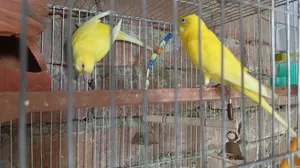 Budgie (Yellow Pair)
