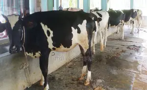 ১৭০৮নং উন্নত জাতের ৫টি বকনা বিক্রয় হবে ।