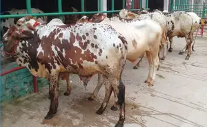 1709 selected 7 bull calves are for sale.