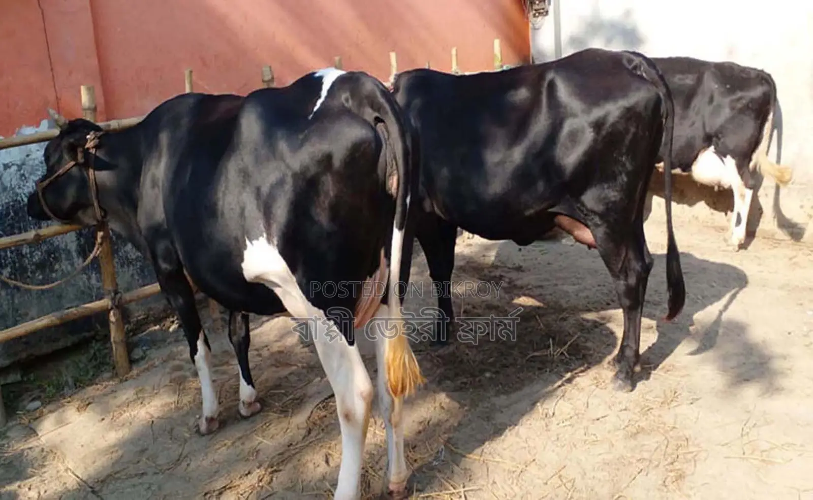 3 improved breed cows of no. 1710 will be sold.
