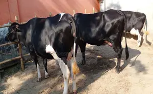 3 improved breed cows of no. 1710 will be sold.