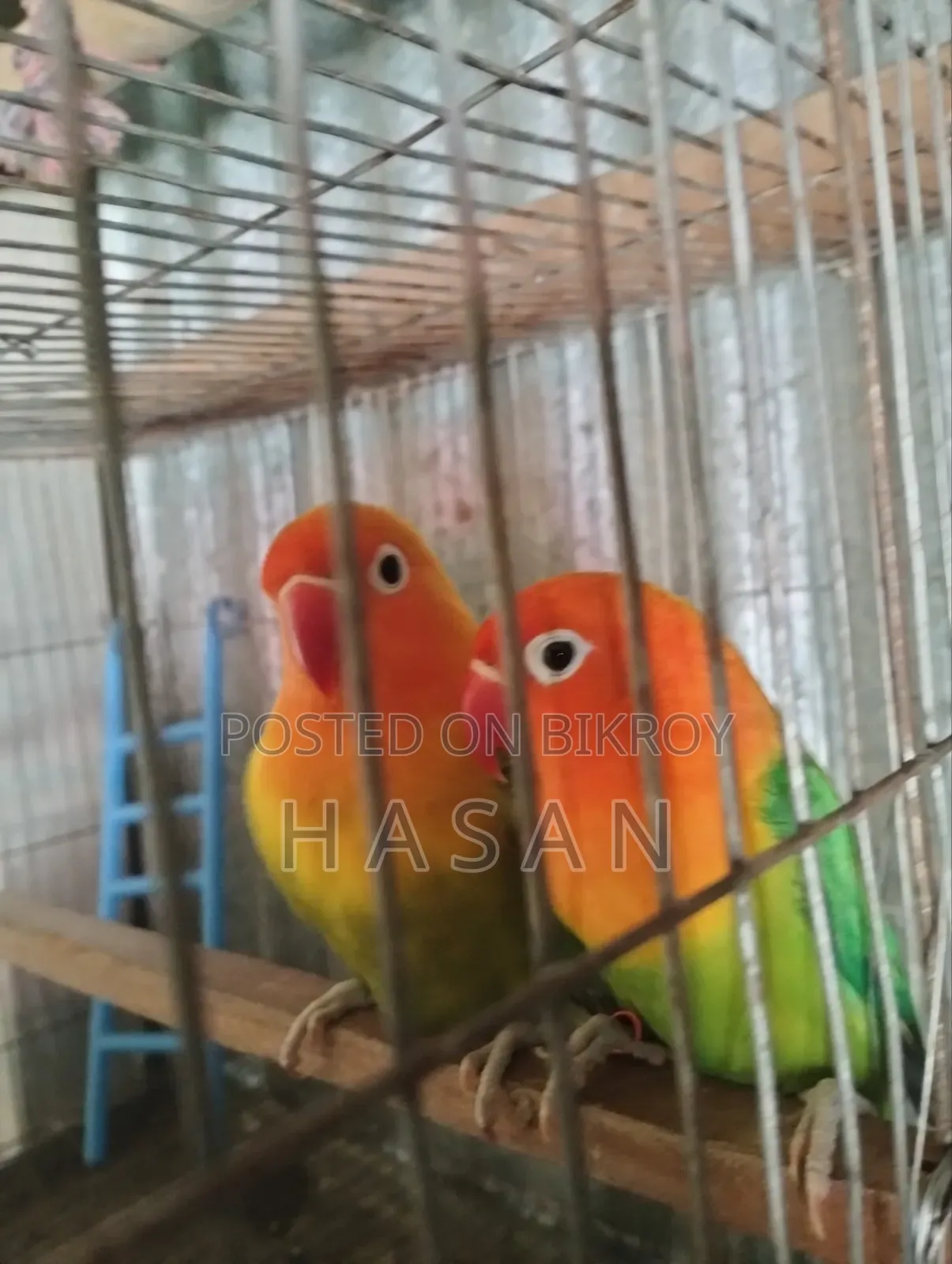 Love Bird