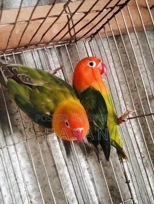 Love Bird