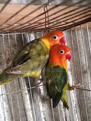 Love Bird