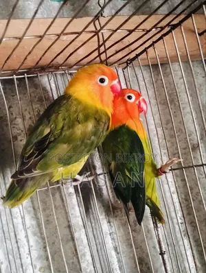 Love Bird