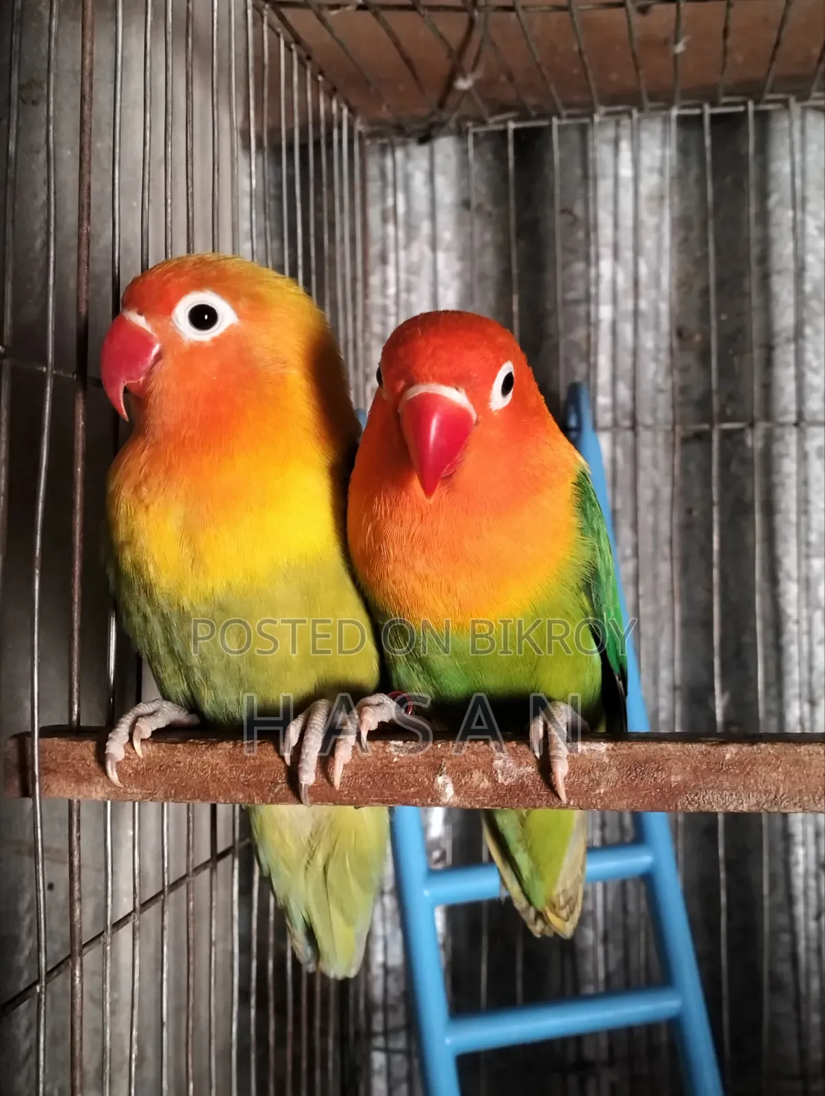 Love Bird