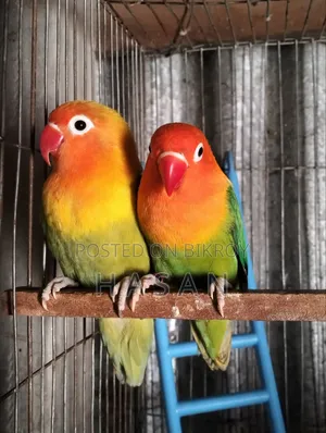 Love Bird