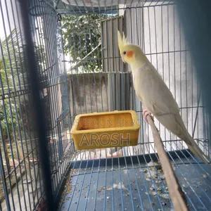 ককাটেল ফিমেল