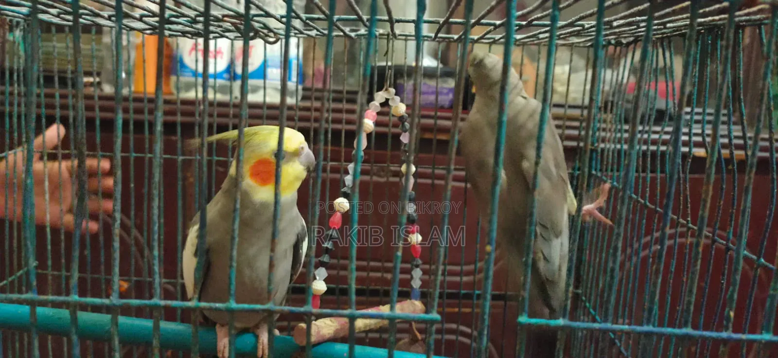 ককাটেল বার্ড মাস্টার পেয়ার