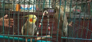 ককাটেল বার্ড মাস্টার পেয়ার