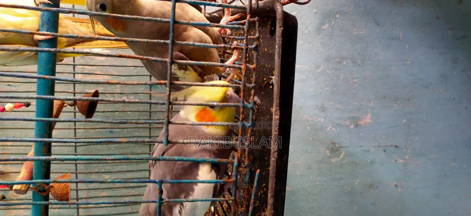 ককাটেল বার্ড মাস্টার পেয়ার