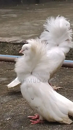 জ্যাকবিন কবুতর জোড়া