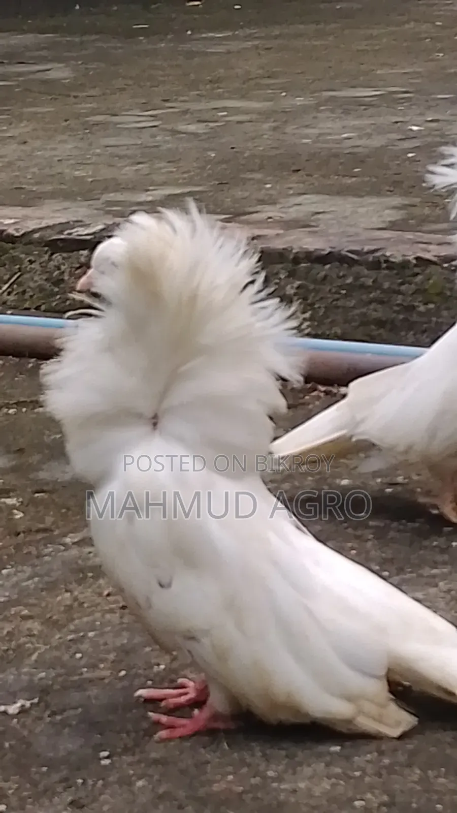 জ্যাকবিন কবুতর জোড়া