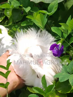 জ্যাকবিন কবুতর জোড়া