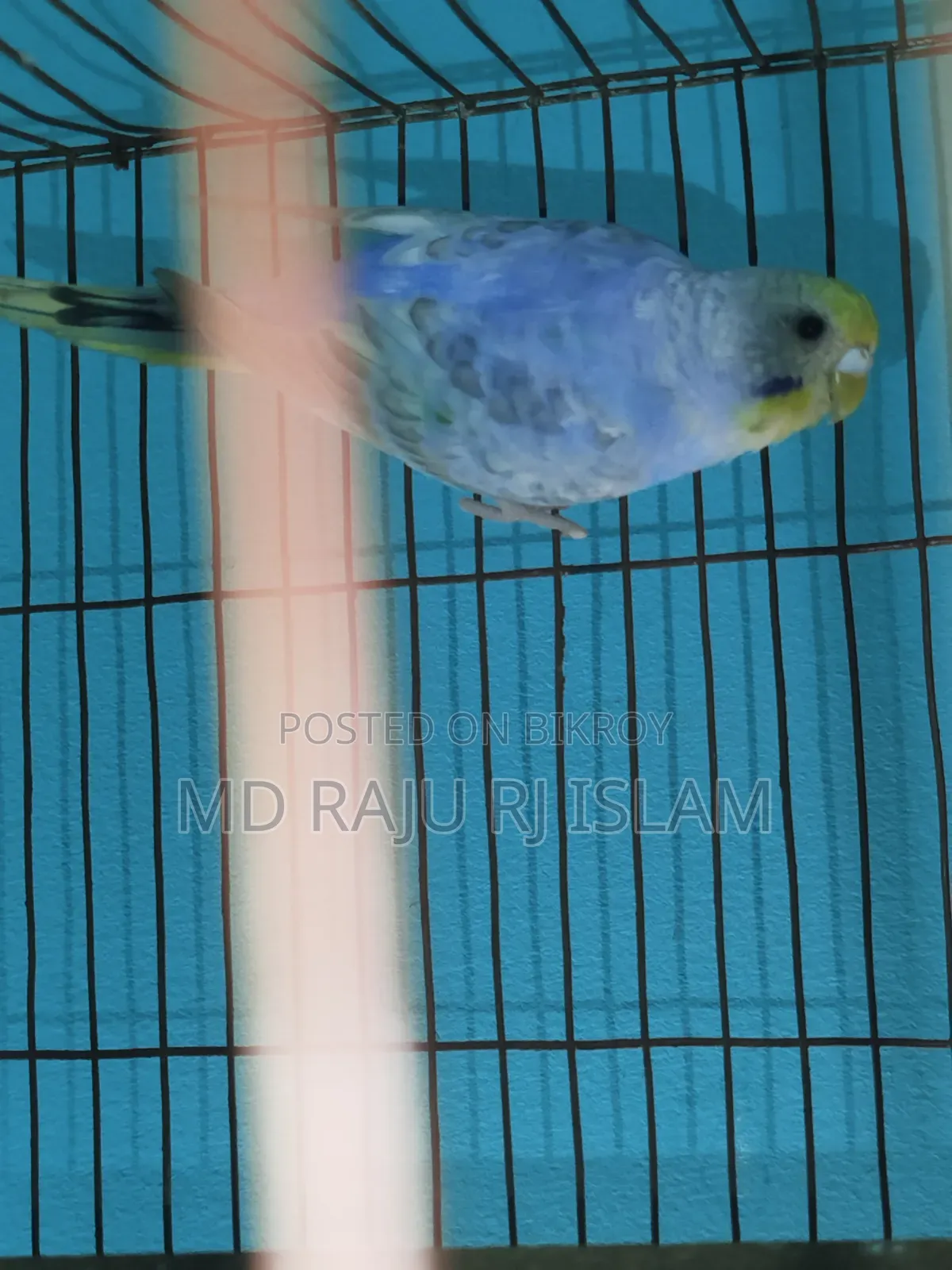 ৪ টা সেমি এডাল রেইনবো বাজিগার বিক্রি হবে