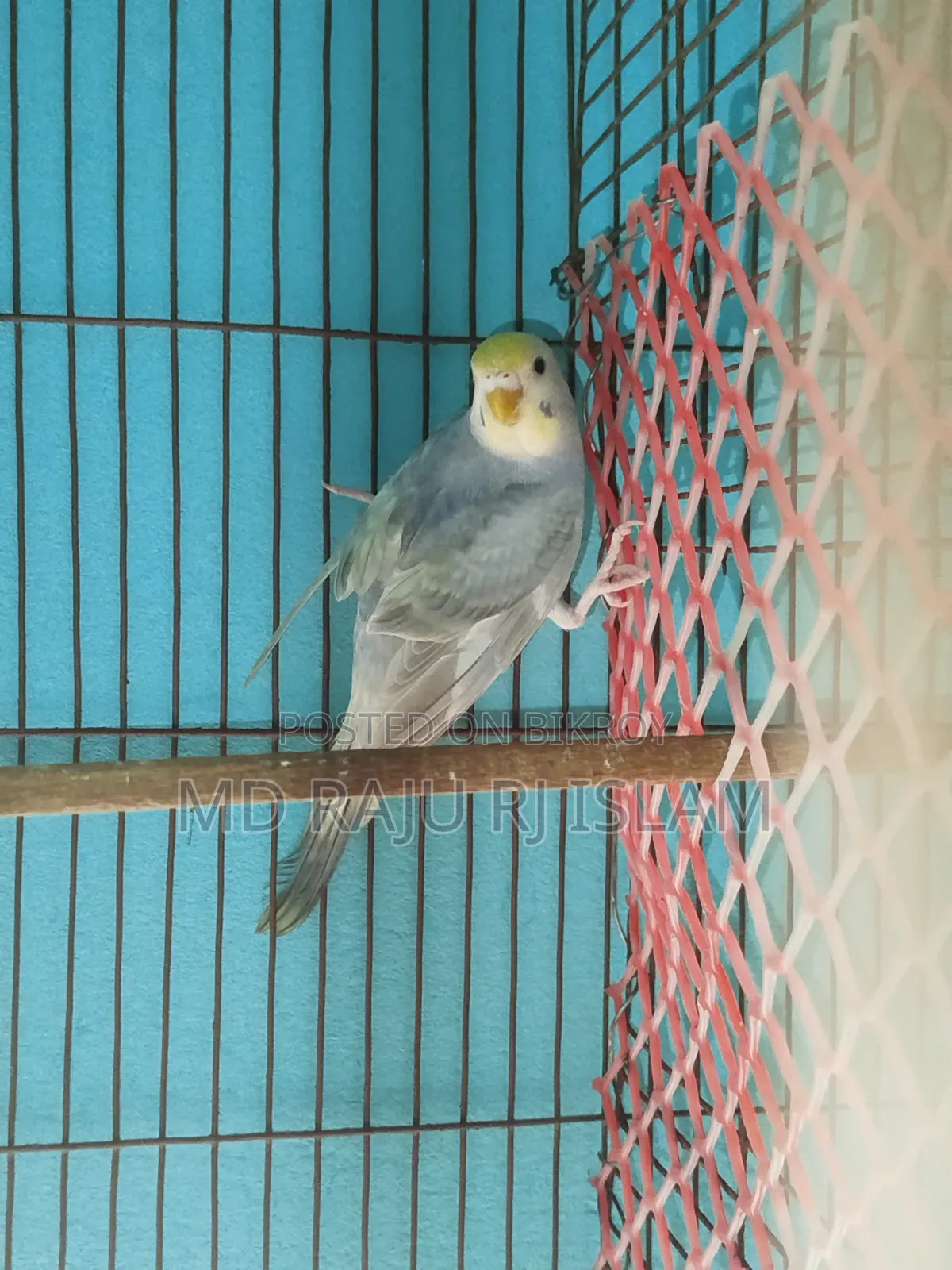 ৪ টা সেমি এডাল রেইনবো বাজিগার বিক্রি হবে