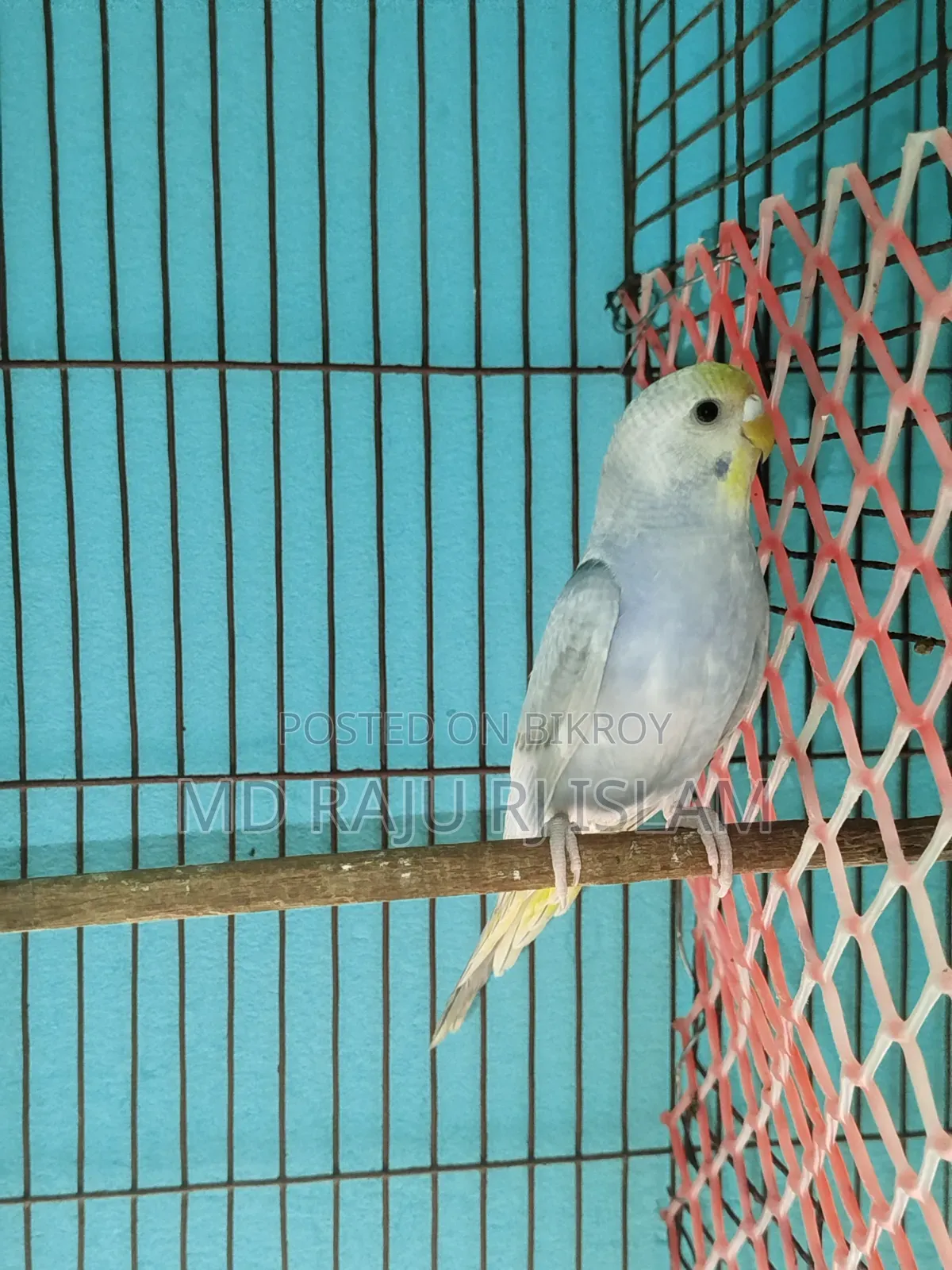 ৪ টা সেমি এডাল রেইনবো বাজিগার বিক্রি হবে