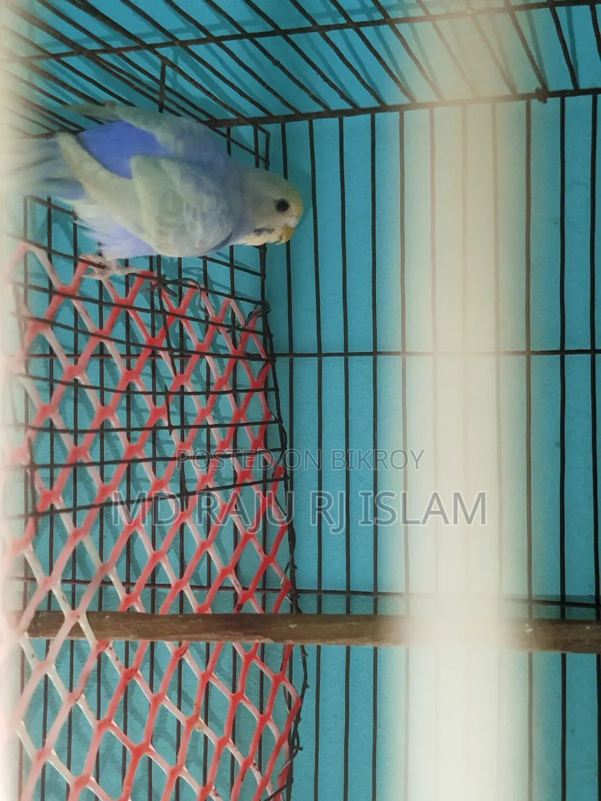 ৪ টা সেমি এডাল রেইনবো বাজিগার বিক্রি হবে