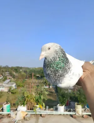 হাইফ্লায়িং নর