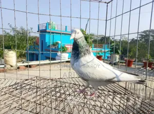 হাইফ্লায়িং নর