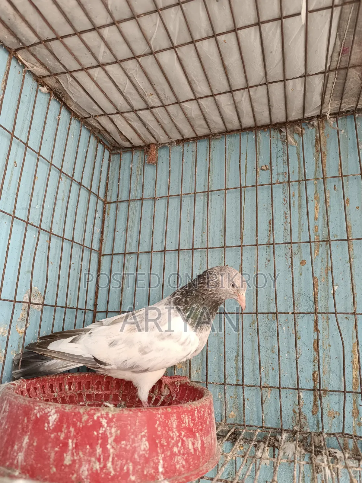হাইফ্লায়িং নর
