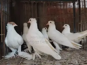 ফেন্সি কবুতর রেসার কবুতর ও পাকিস্তানি হাই ফ্লাই কবুতর