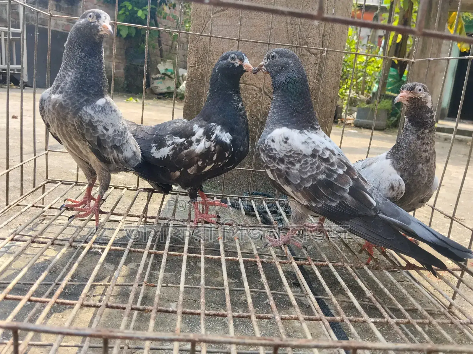 ফেন্সি কবুতর রেসার কবুতর ও পাকিস্তানি হাই ফ্লাই কবুতর