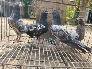 ফেন্সি কবুতর রেসার কবুতর ও পাকিস্তানি হাই ফ্লাই কবুতর