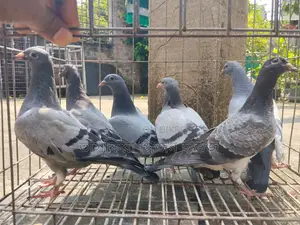 ফেন্সি কবুতর রেসার কবুতর ও পাকিস্তানি হাই ফ্লাই কবুতর