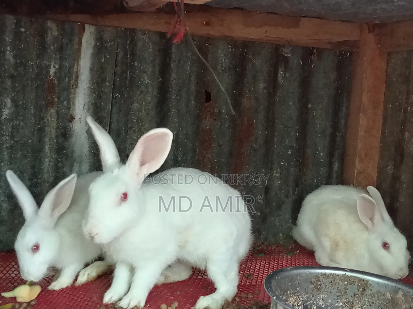 সুন্দর তিনটি সাদা খরগোশ বিক্রি হবে।