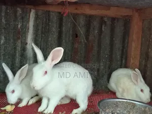 সুন্দর তিনটি সাদা খরগোশ বিক্রি হবে।