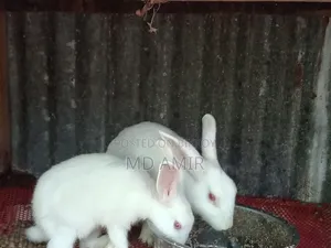 সুন্দর তিনটি সাদা খরগোশ বিক্রি হবে।