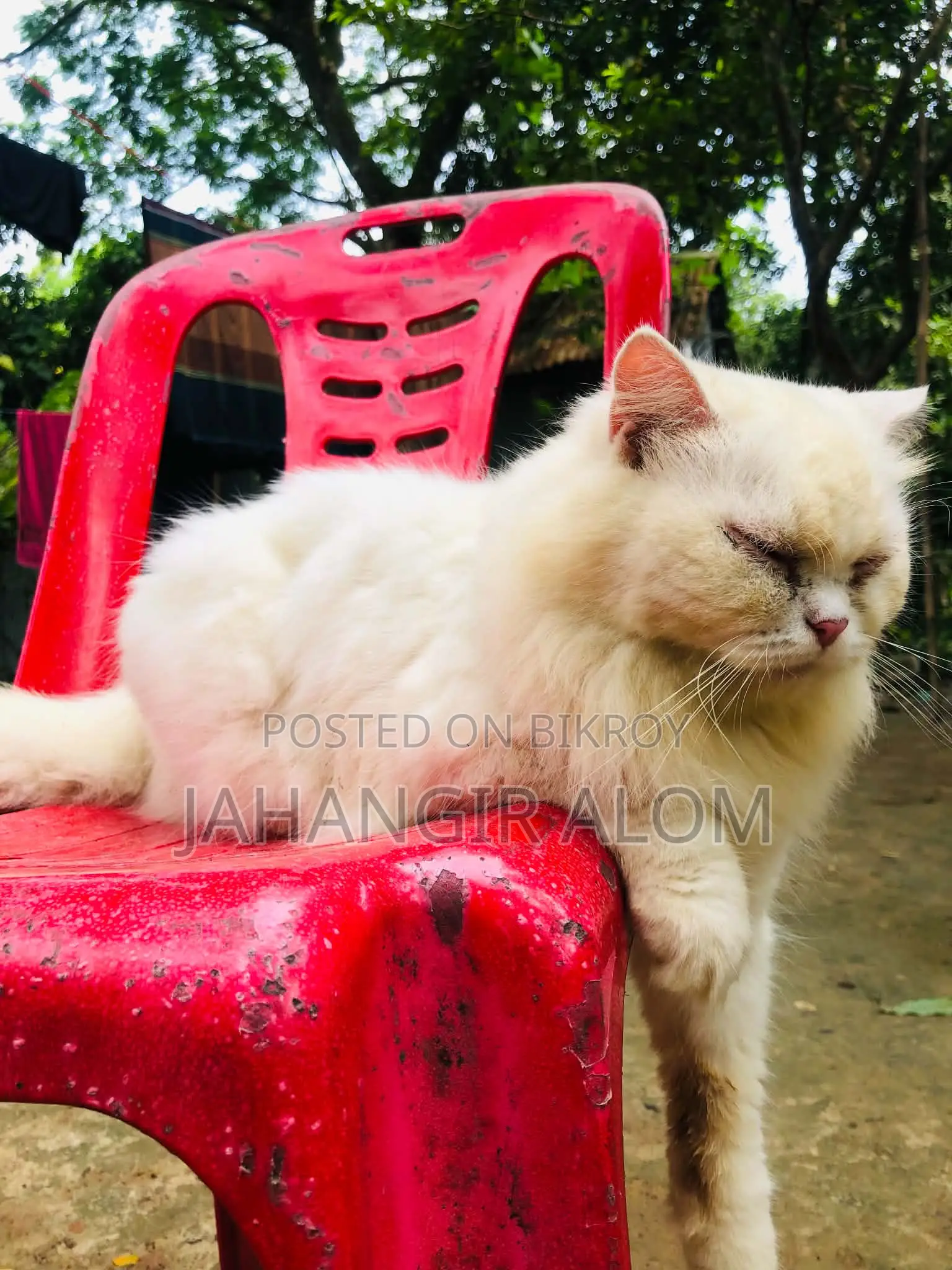 ১+ বছরের মহিলা খাঁটি পারসিয়ান