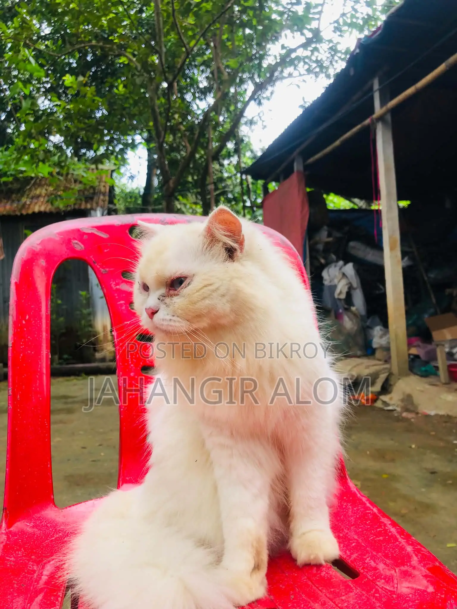 ১+ বছরের মহিলা খাঁটি পারসিয়ান