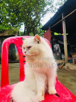 ১+ বছরের মহিলা খাঁটি পারসিয়ান