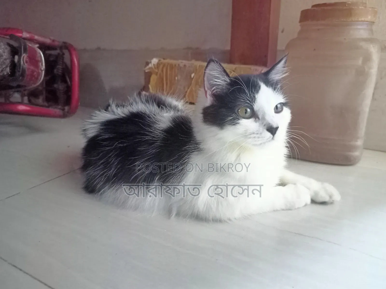 ৩-৬ মাস বয়সী স্ত্রী মিশ্র জাতের পারশিয়ান