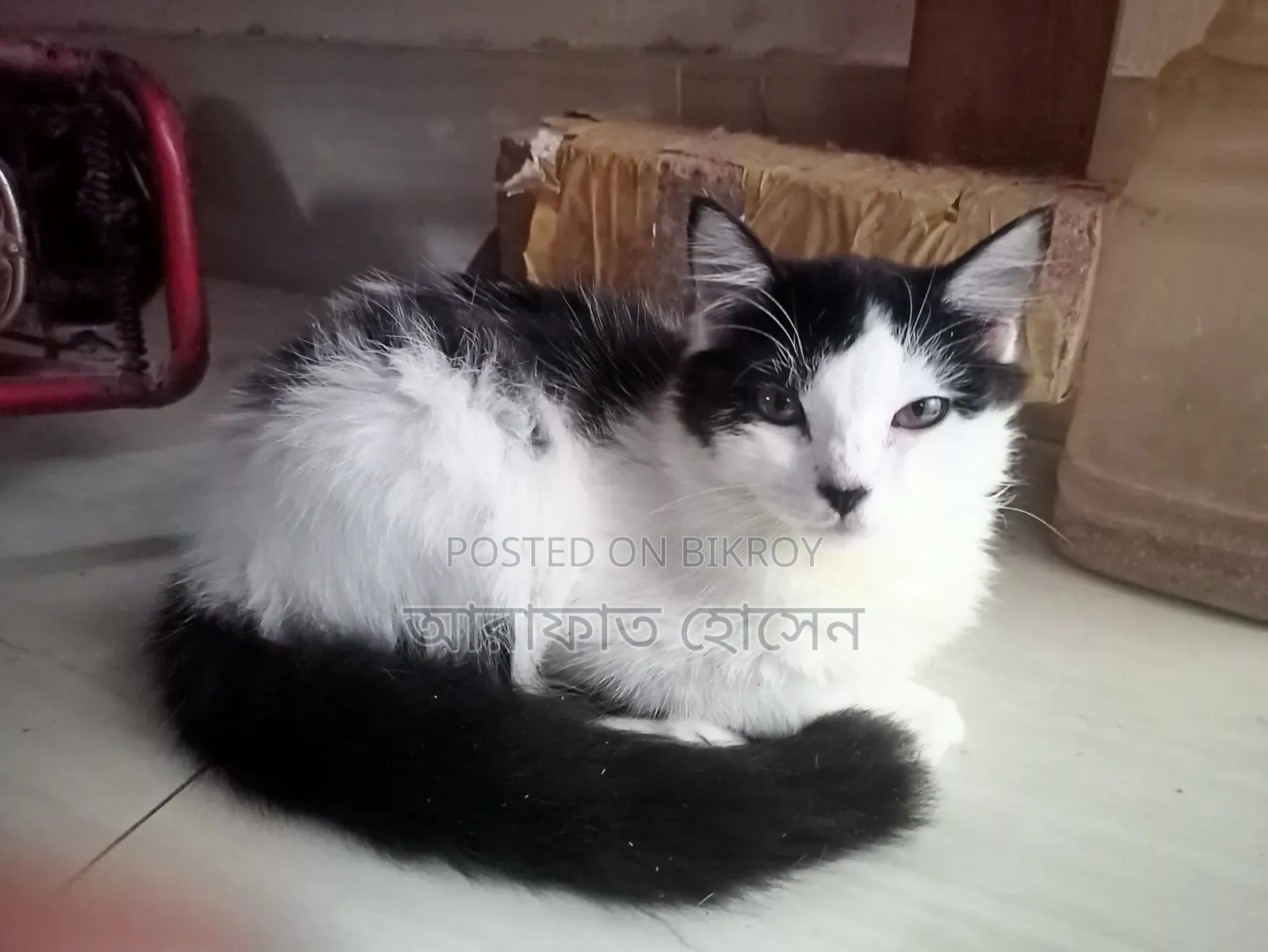 ৩-৬ মাস বয়সী স্ত্রী মিশ্র জাতের পারশিয়ান