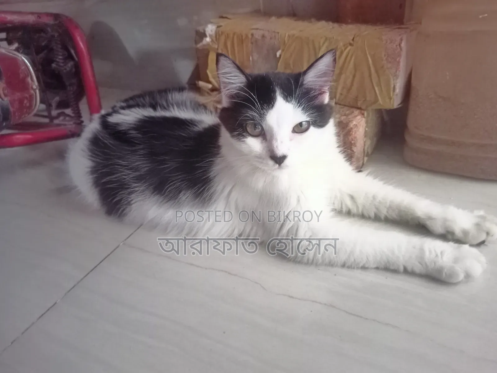 ৩-৬ মাস বয়সী স্ত্রী মিশ্র জাতের পারশিয়ান