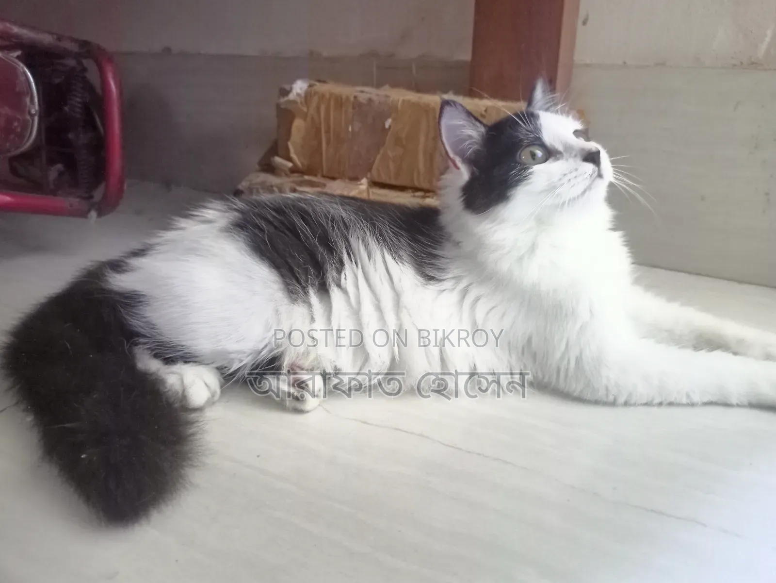 ৩-৬ মাস বয়সী স্ত্রী মিশ্র জাতের পারশিয়ান